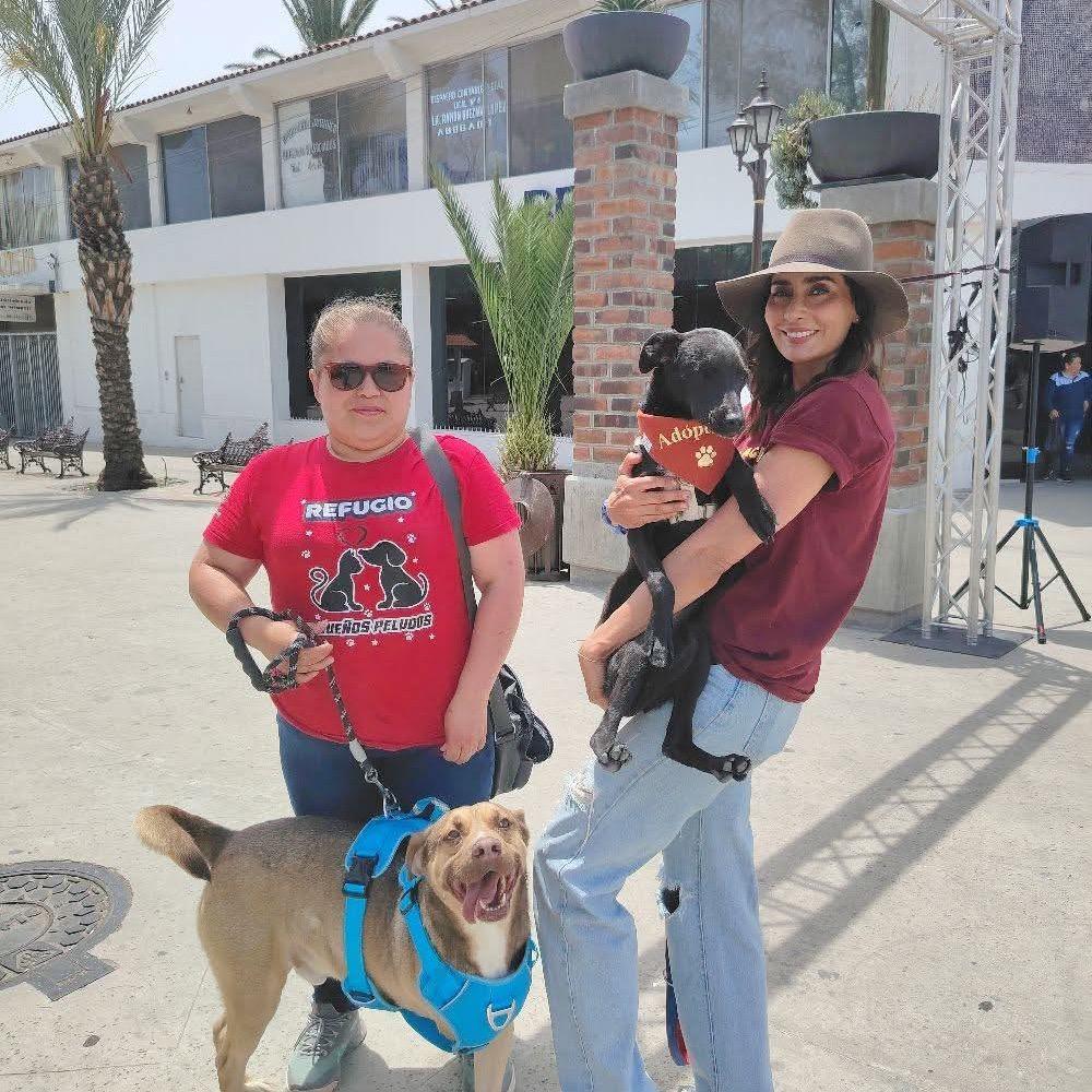 Enlarge Tony, a Adoptable Carolina Dog in San Diego, CA image 2/6