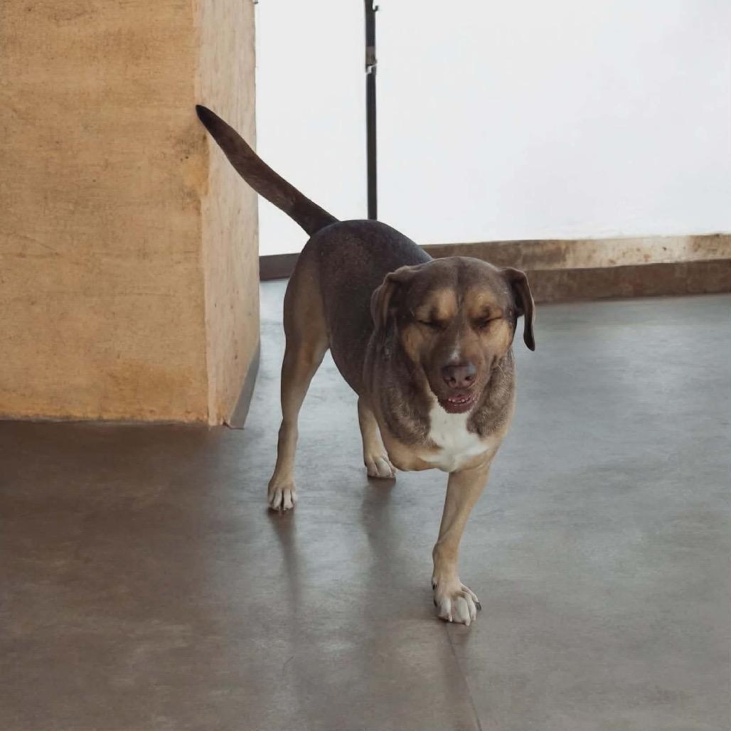 Enlarge Tony, a Adoptable Carolina Dog in San Diego, CA image 3/6