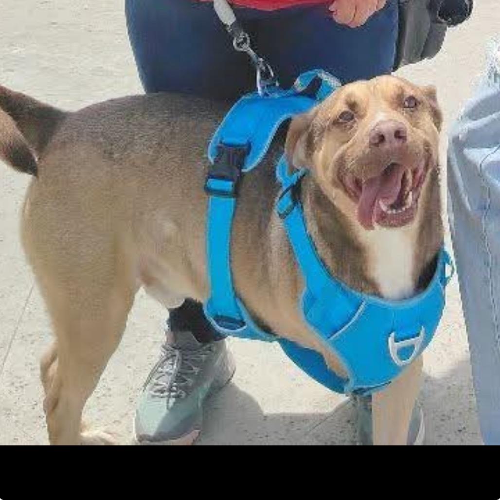 Enlarge Tony, a Adoptable Carolina Dog in San Diego, CA image 6/6