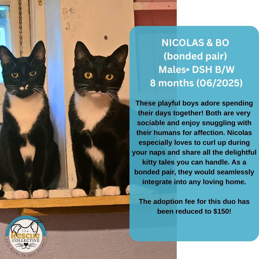 Enlarge Nicolas & Bo - Bond Pair, a Adoptable Domestic Short Hair in Clive, AB image 1/1