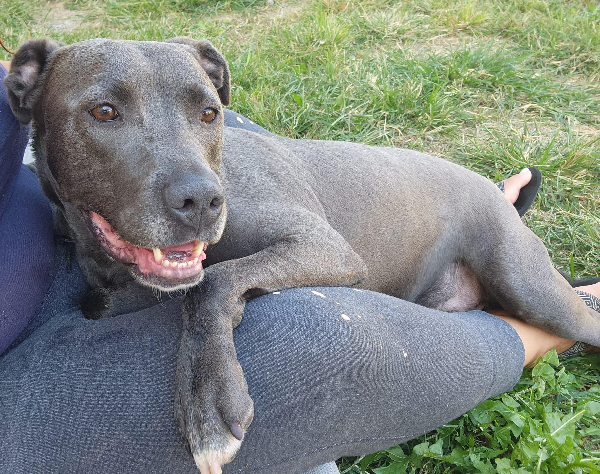 MELINA- Needs a foster/forever home!, a Adoptable mixed breed in Birmingham, MI image 5/6