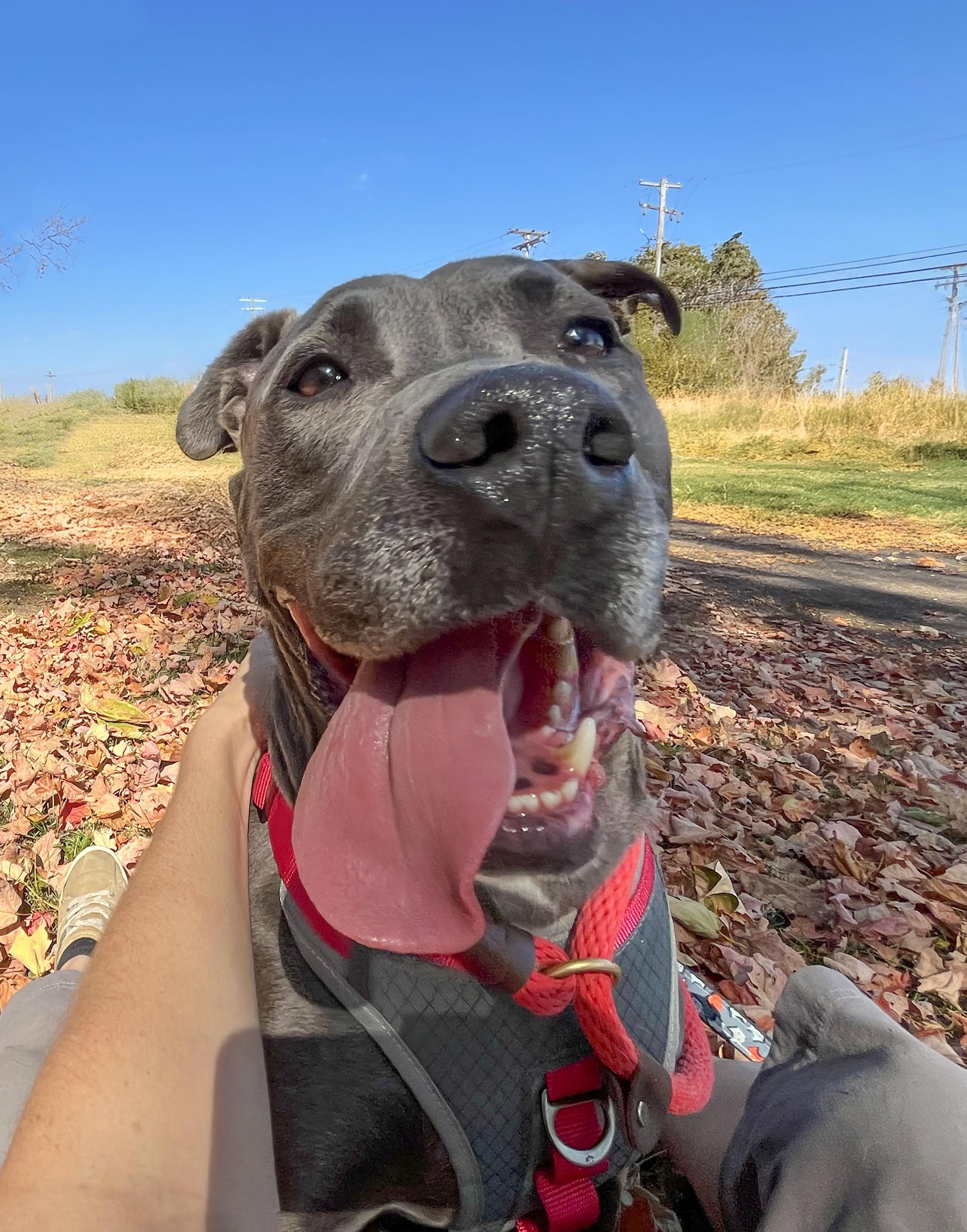 MELINA- Needs a foster/forever home!, a Adoptable mixed breed in Birmingham, MI image 3/6