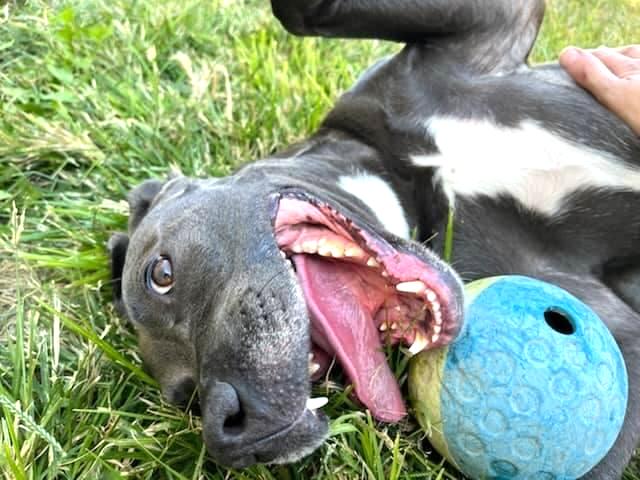 MELINA- Needs a foster/forever home!, a Adoptable mixed breed in Birmingham, MI image 4/6