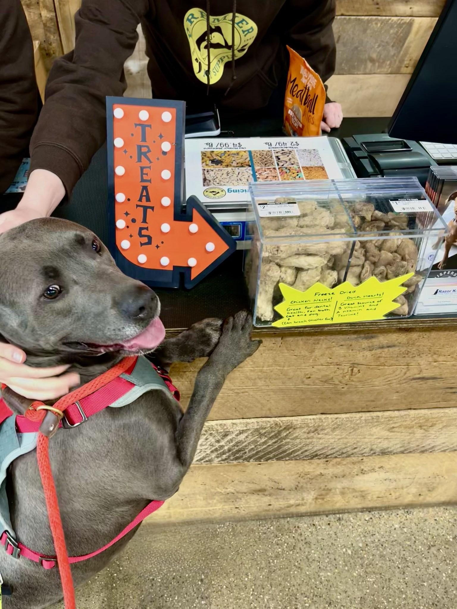 MELINA- Needs a foster/forever home!, Adoptable, Adult Female Terrier & Blue Lacy.
