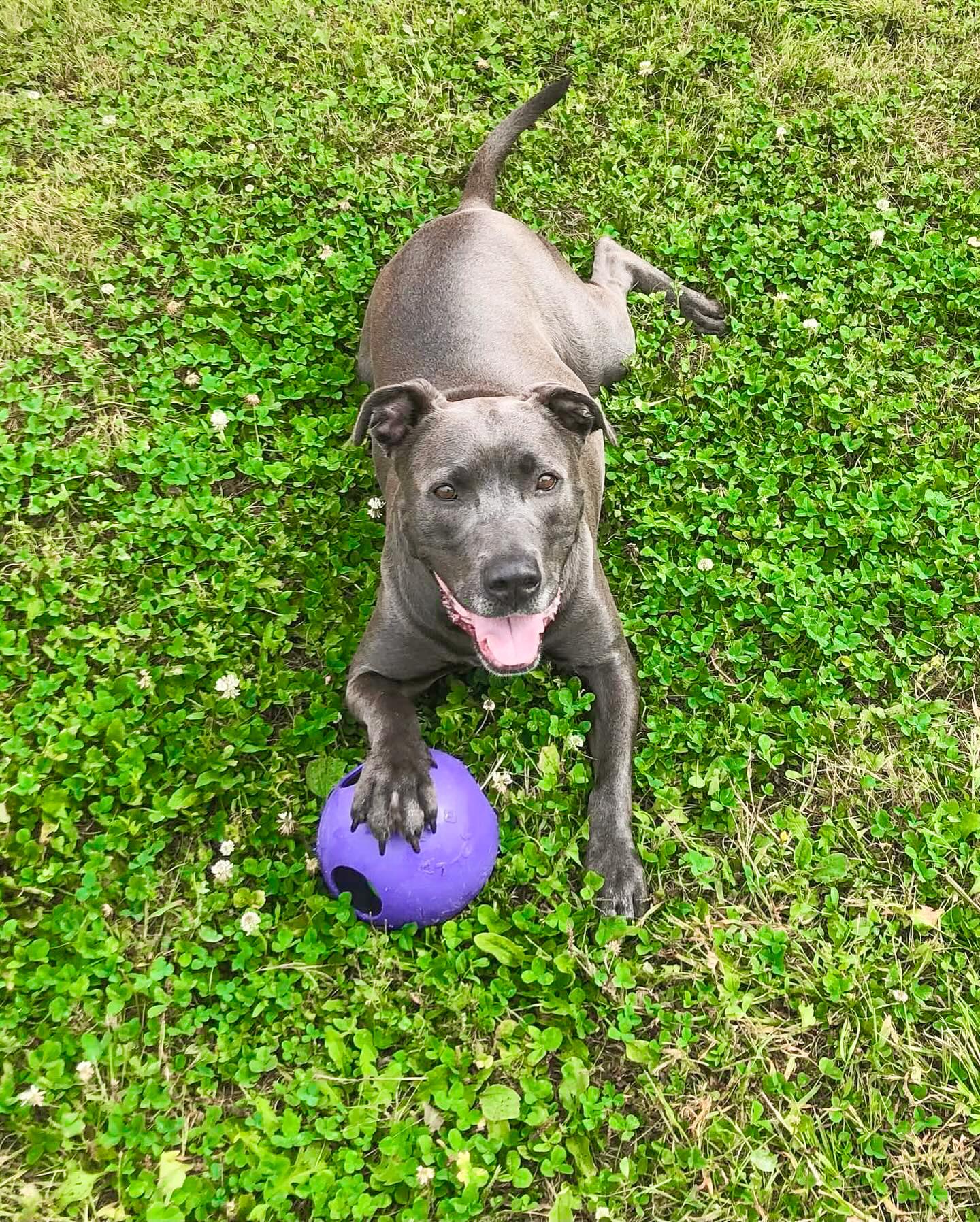 MELINA- Needs a foster/forever home!, a Adoptable mixed breed in Birmingham, MI image 6/6