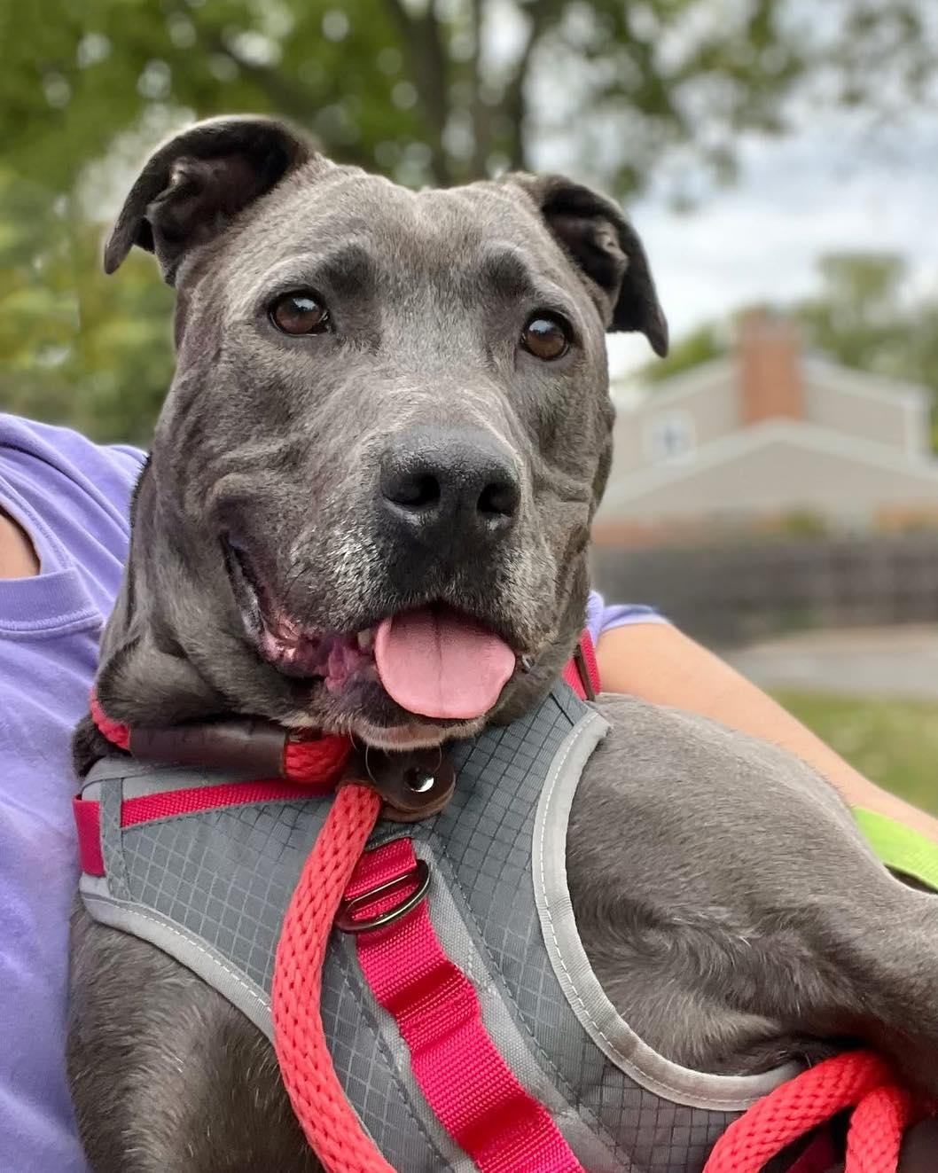 MELINA- Needs a foster/forever home!, an adoptable Terrier, Blue Lacy in Birmingham, MI, 48012 | Photo Image 3