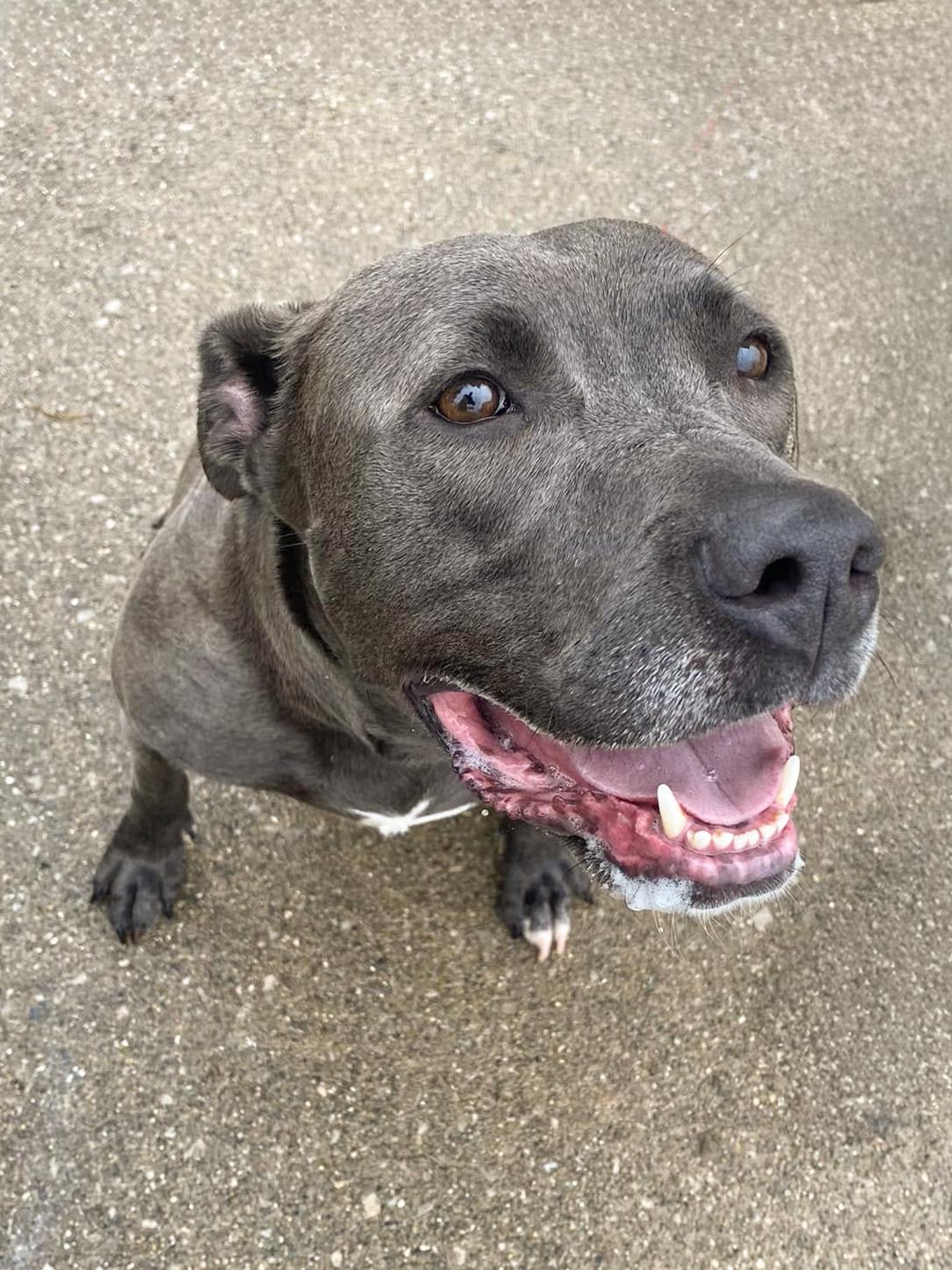 MELINA- Needs a foster/forever home!, a Adoptable mixed breed in Birmingham, MI image 2/6