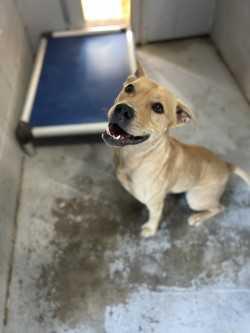 Enlarge Bob, a Adoptable mixed breed in Woodbine, GA image 1/1