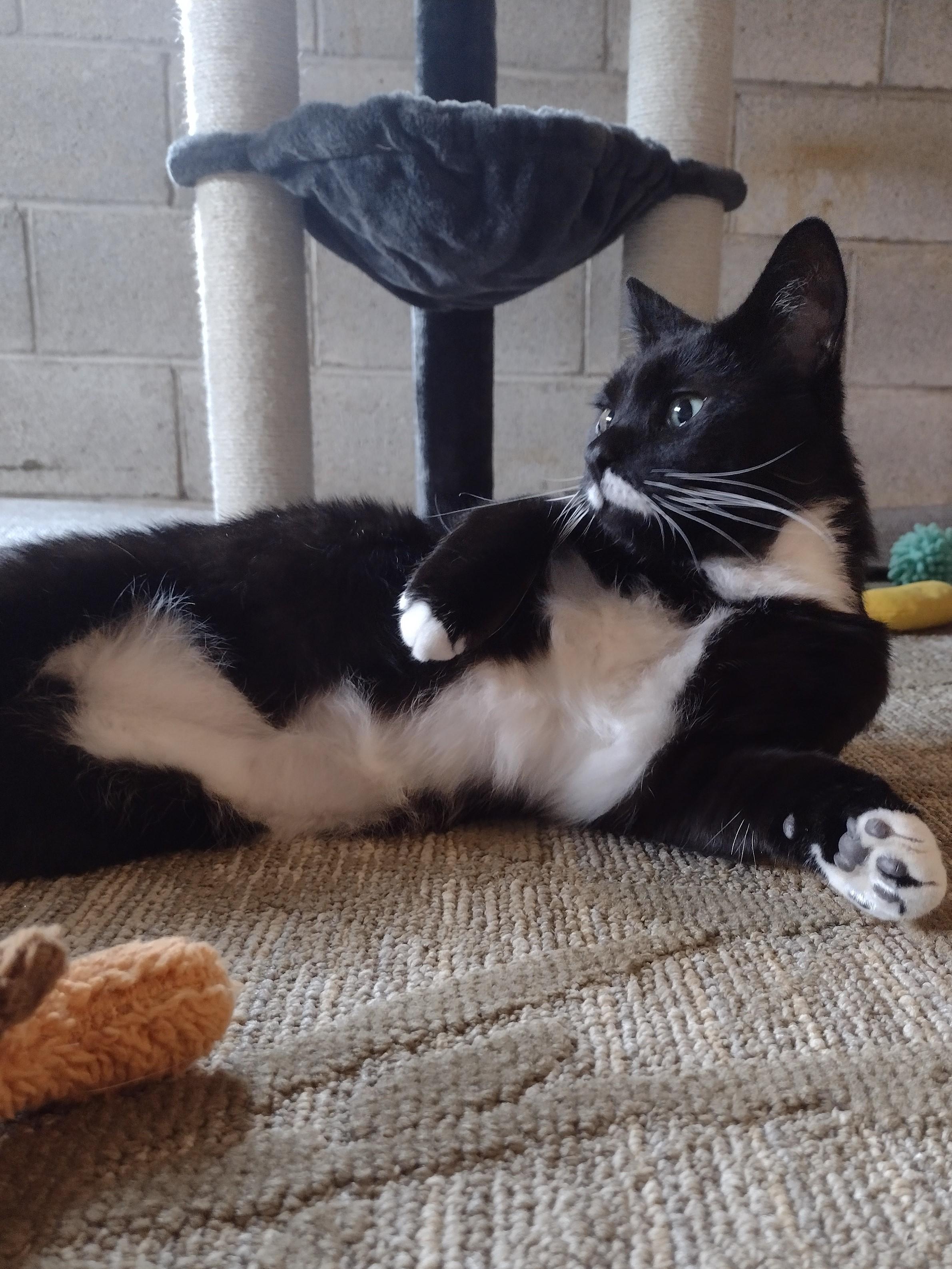 Enlarge Cooper, a ADOPTABLE American Shorthair in CANONSBURG, PA image 4/6