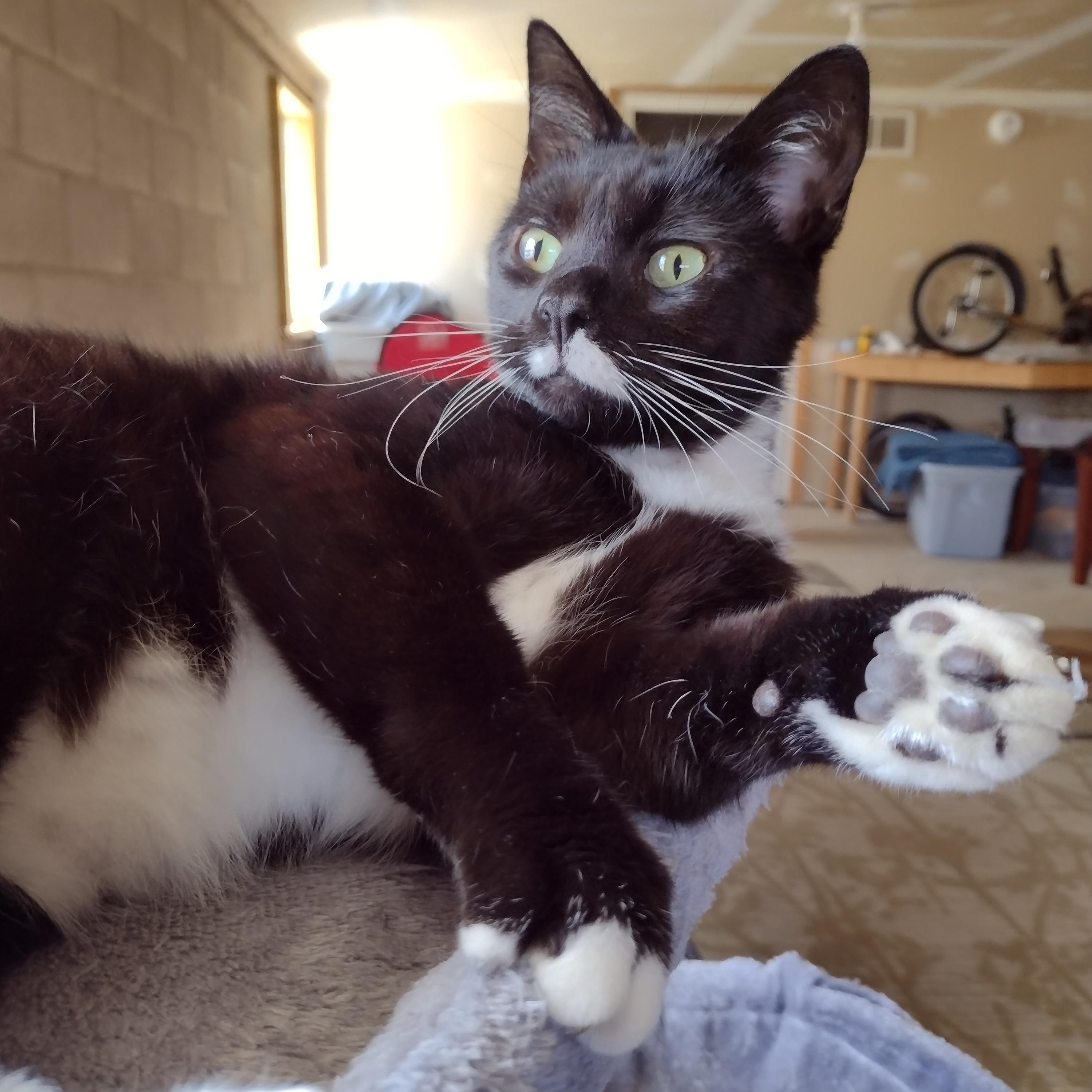 Cooper, ADOPTABLE, Kitten Male American Shorthair.