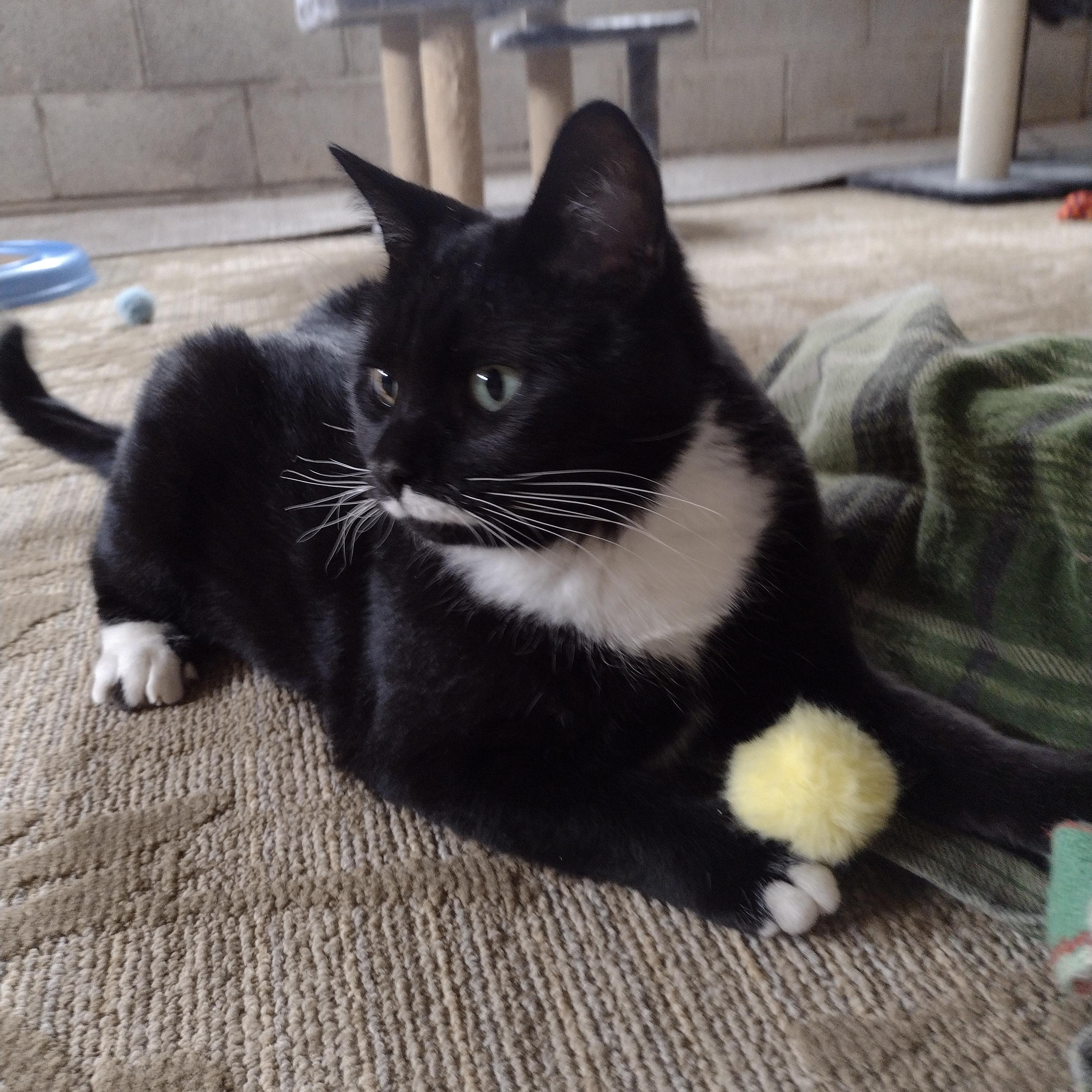 Cooper, ADOPTABLE, Kitten Male American Shorthair.