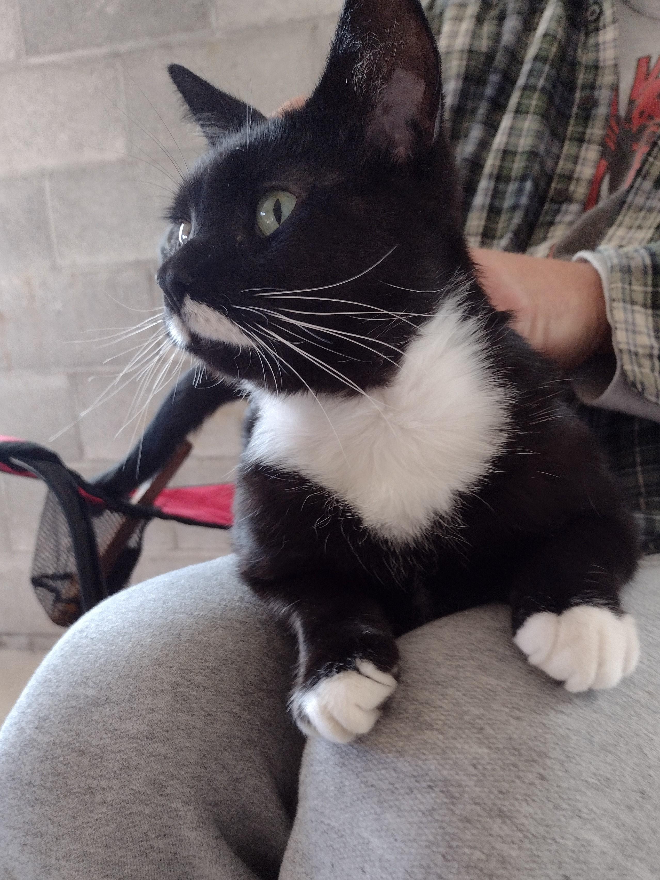 Enlarge Cooper, a ADOPTABLE American Shorthair in CANONSBURG, PA image 3/6