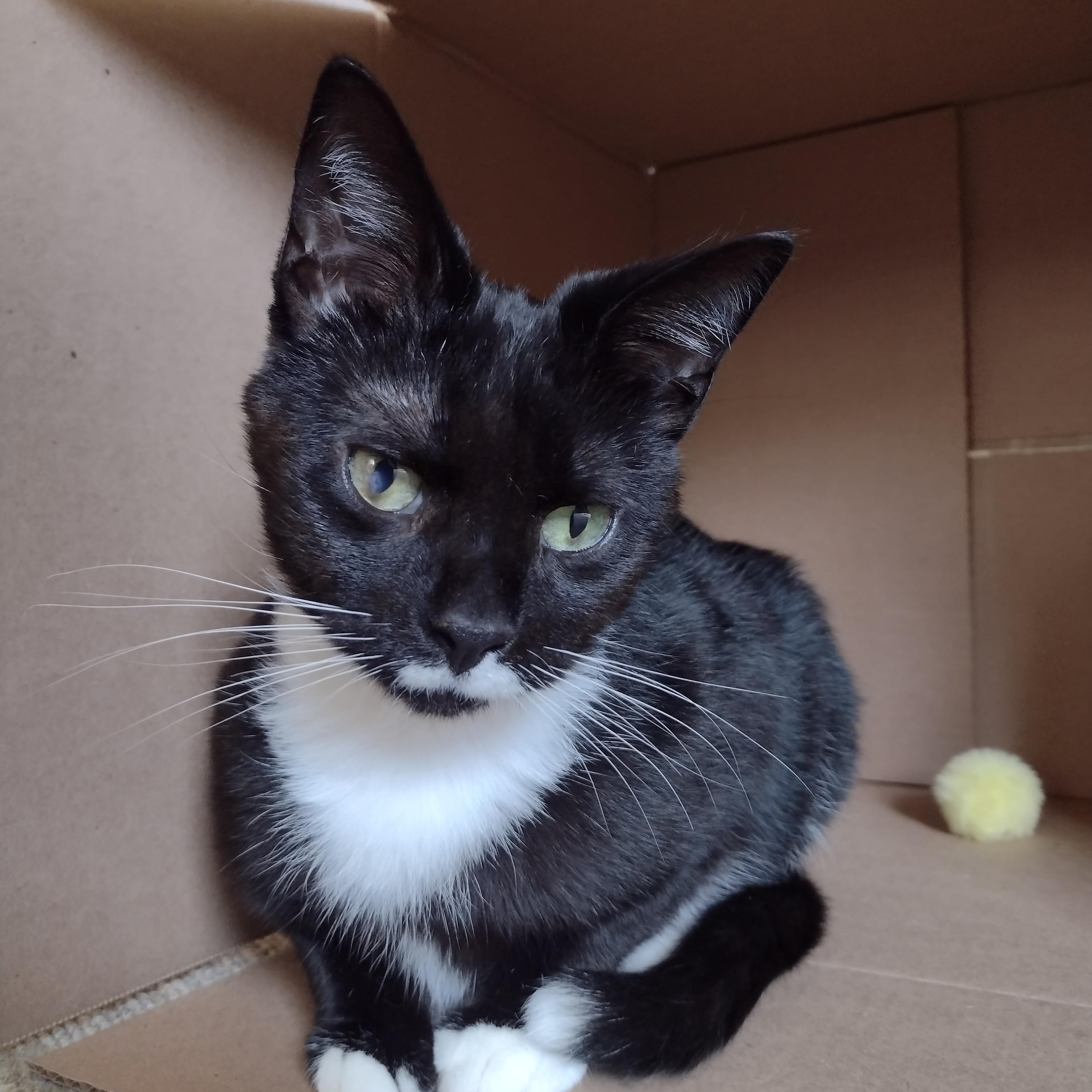 Enlarge Cooper, a ADOPTABLE American Shorthair in CANONSBURG, PA image 2/6