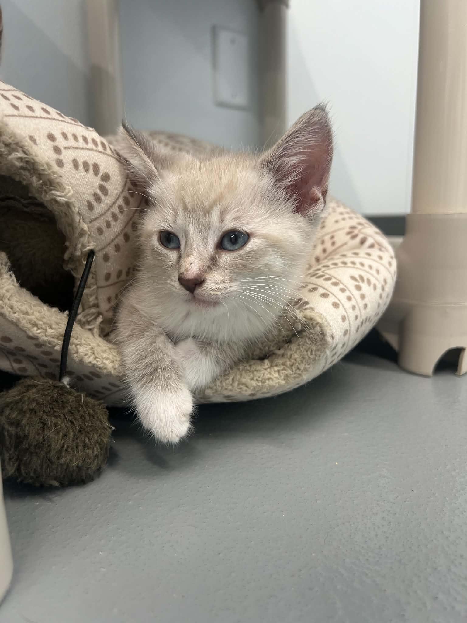 Calvin, adopted, Kitten Male Siamese.