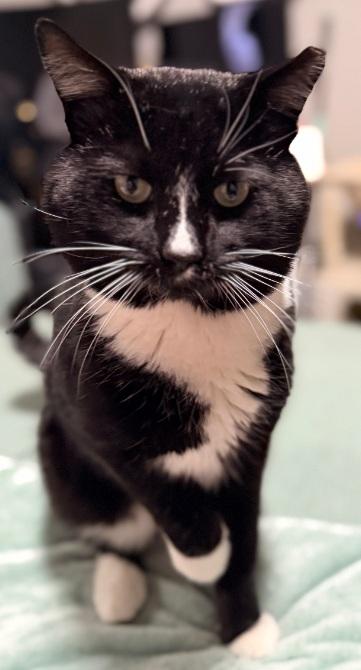 Enlarge Richard, a Adoptable American Shorthair in Union City, NJ image 1/6