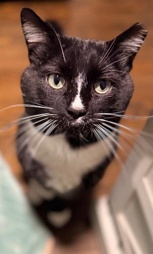 Enlarge Richard, a Adoptable American Shorthair in Union City, NJ image 2/6