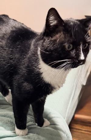 Enlarge Richard, a Adoptable American Shorthair in Union City, NJ image 3/6