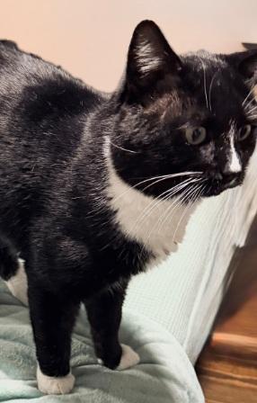 Enlarge Richard, a Adoptable American Shorthair in Union City, NJ image 4/6