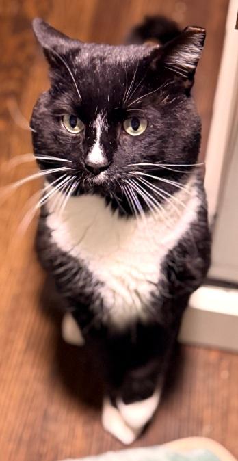Enlarge Richard, a Adoptable American Shorthair in Union City, NJ image 6/6