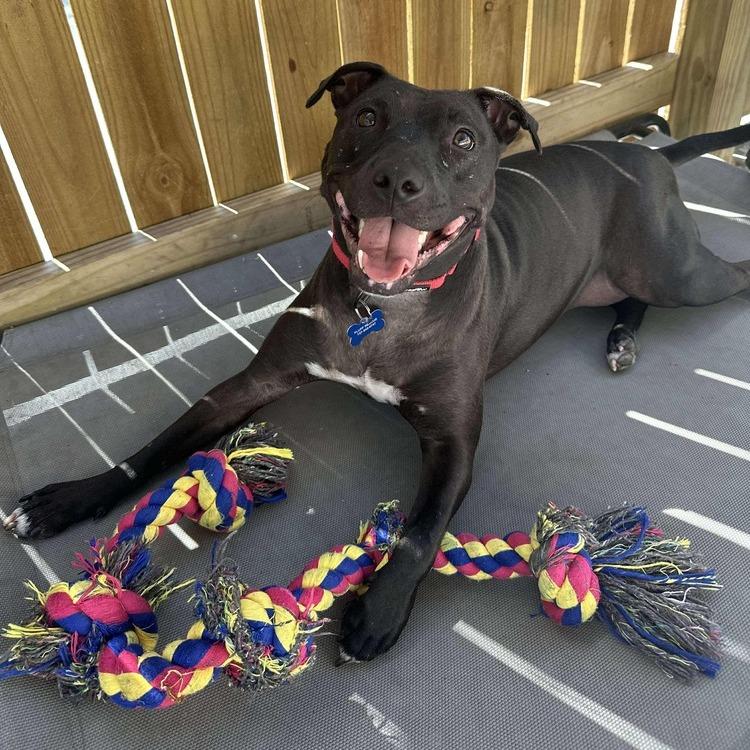 Freedom, Adoptable, Adult Female Mixed Breed.