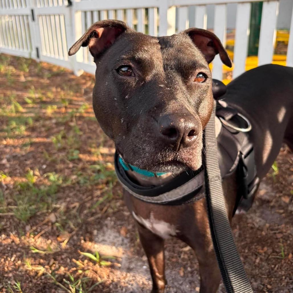 Freedom, a Adoptable Mixed Breed in Seminole, FL image 2/6