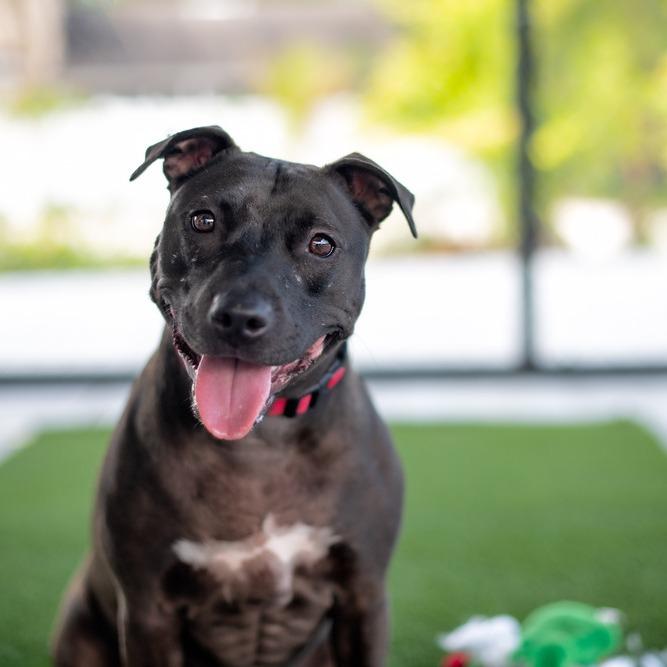 Freedom, a Adoptable Mixed Breed in Seminole, FL image 2/4