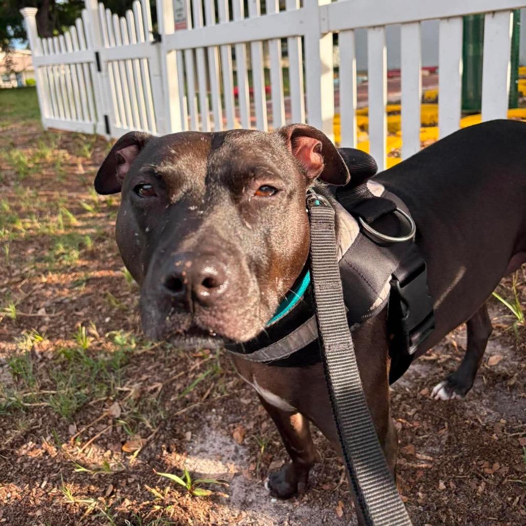 Freedom, a Adoptable Mixed Breed in Seminole, FL image 4/6