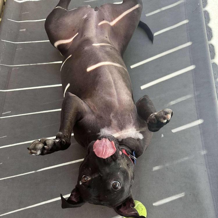 Freedom, a Adoptable Mixed Breed in Seminole, FL image 3/4