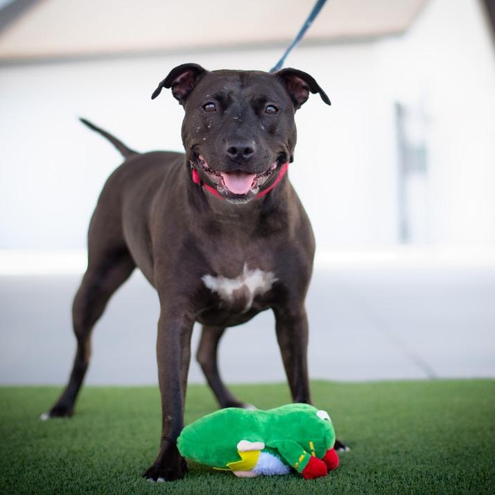 Freedom, a Adoptable Mixed Breed in Seminole, FL image 4/4