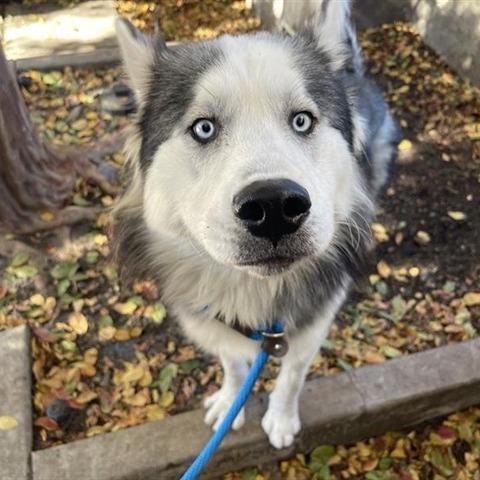 Ralphie, Adoptable, Adult Male Siberian Husky.