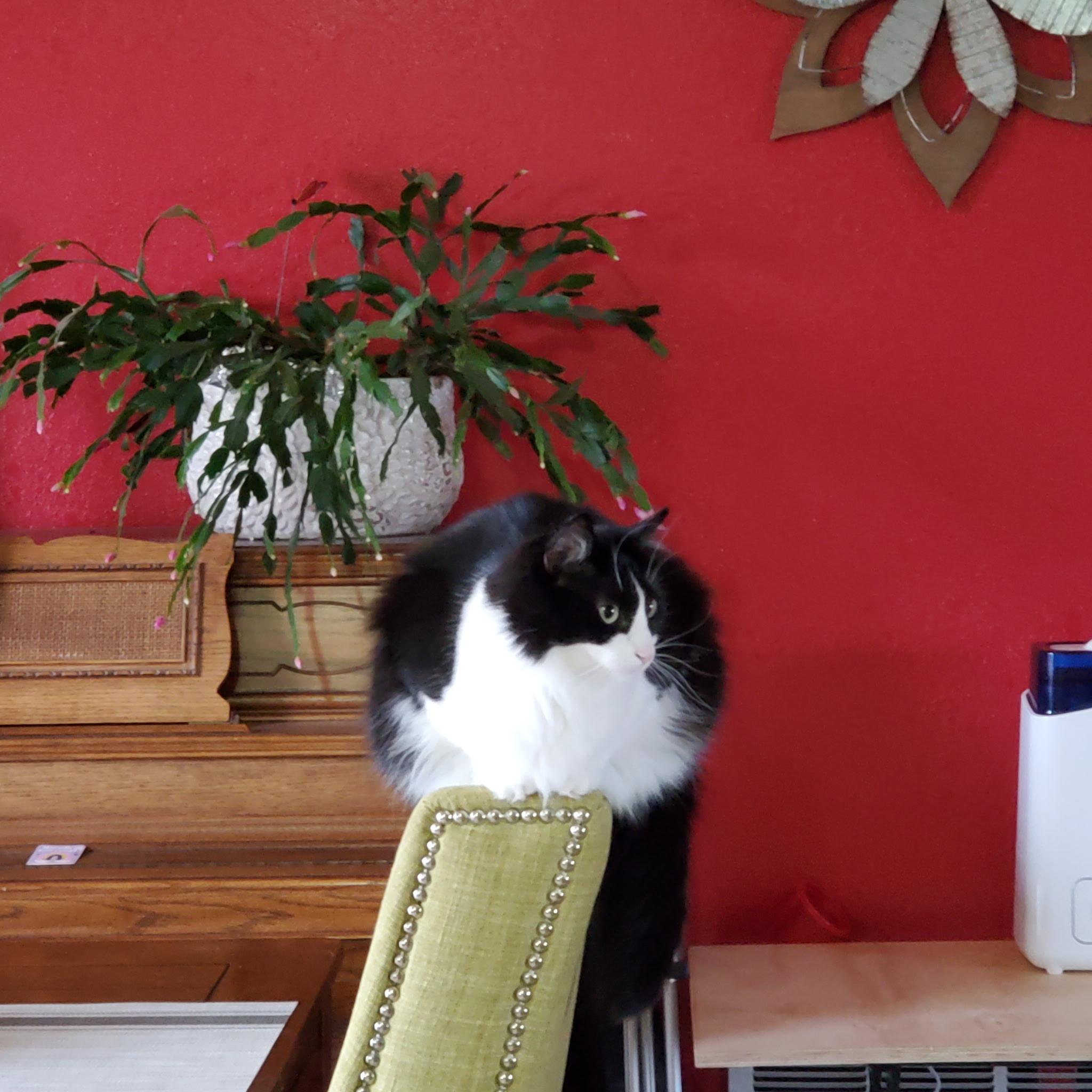 Enlarge LAYLA, a Adoptable Tuxedo in Pinedale, WY image 3/4