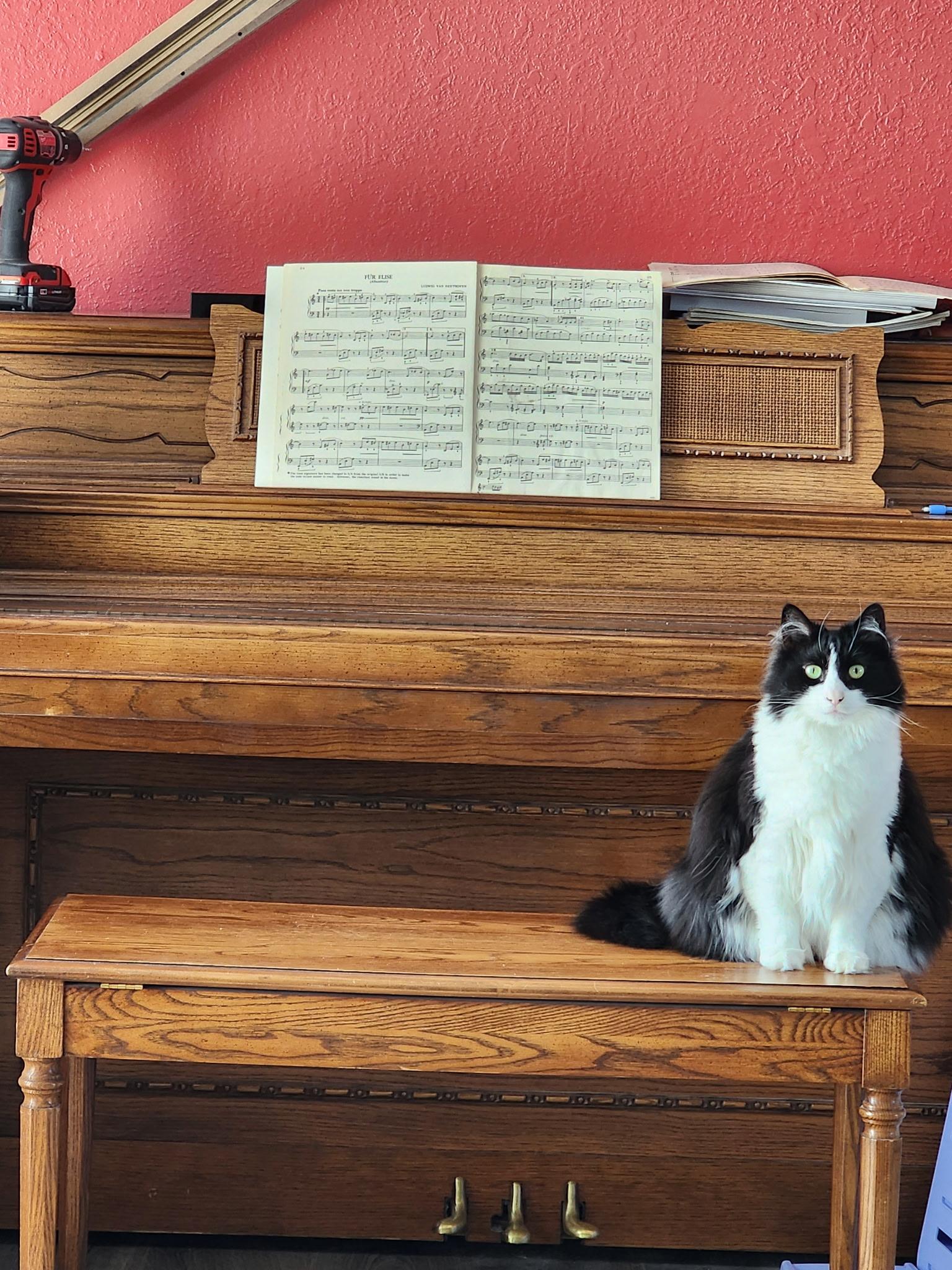 LAYLA, Adoptable, Adult Female Tuxedo.