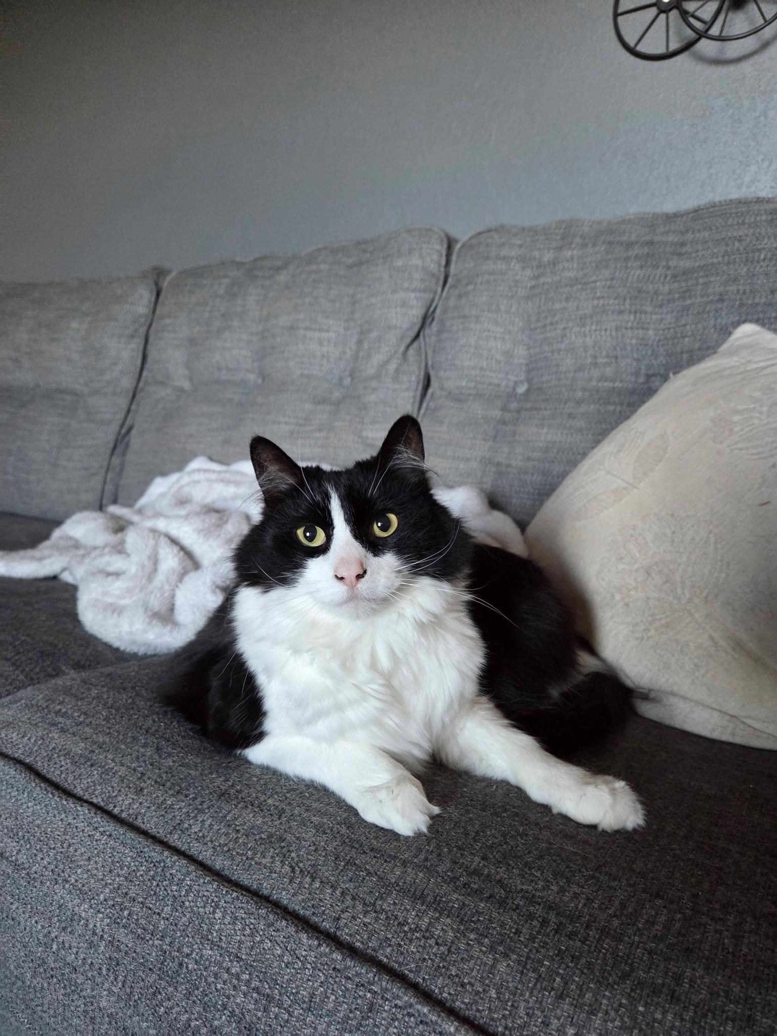 Enlarge LAYLA, a Adoptable Tuxedo in Pinedale, WY image 2/4