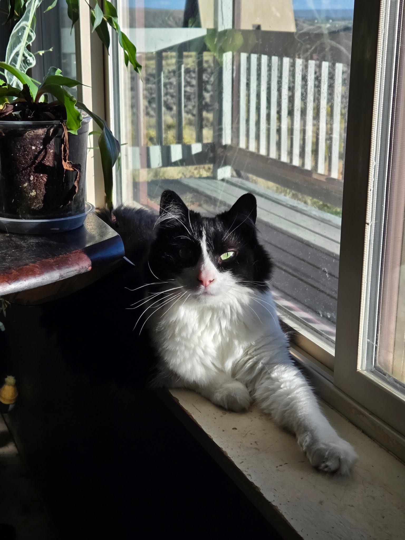 Enlarge LAYLA, a Adoptable Tuxedo in Pinedale, WY image 4/4