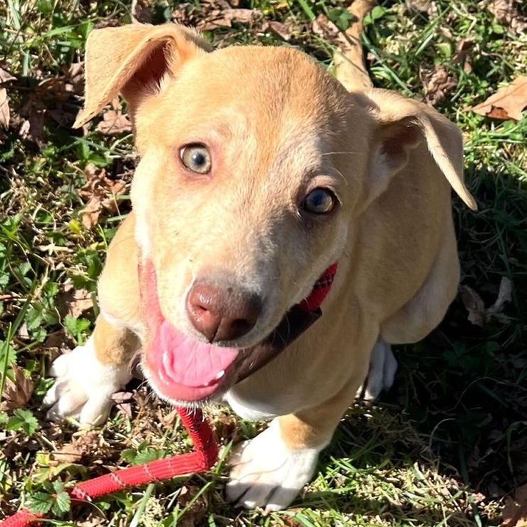 Dancer, ADOPTABLE, Young Female Mixed Breed.