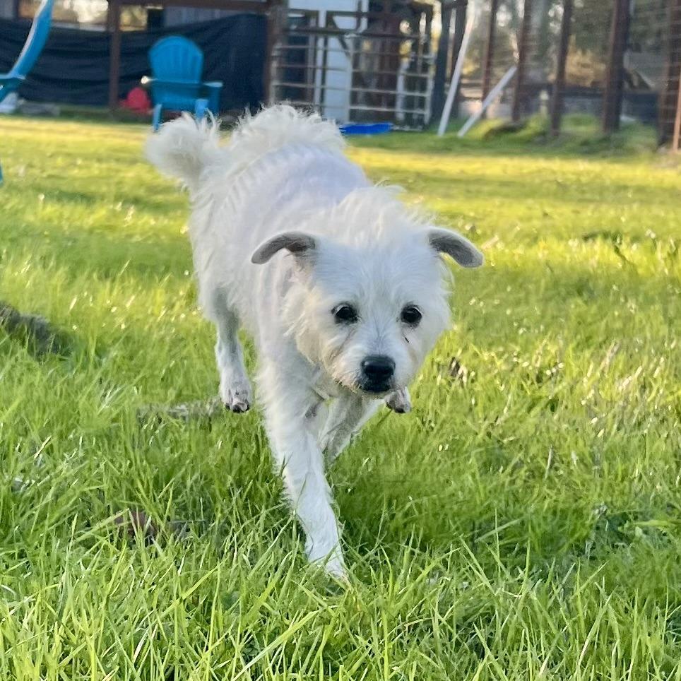 Zeke, Adoptable, Adult Male Terrier.