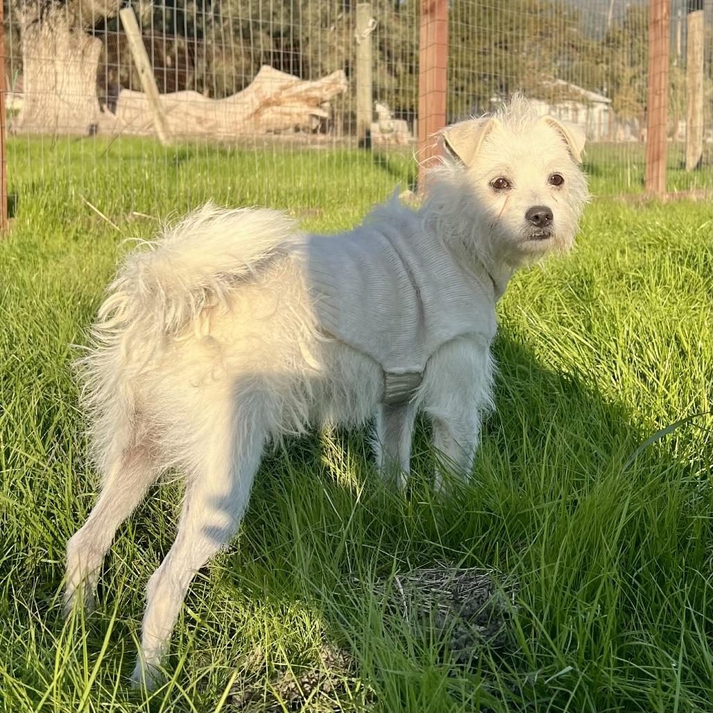 Zeke, a Adoptable Terrier in Sonoma, CA image 2/4
