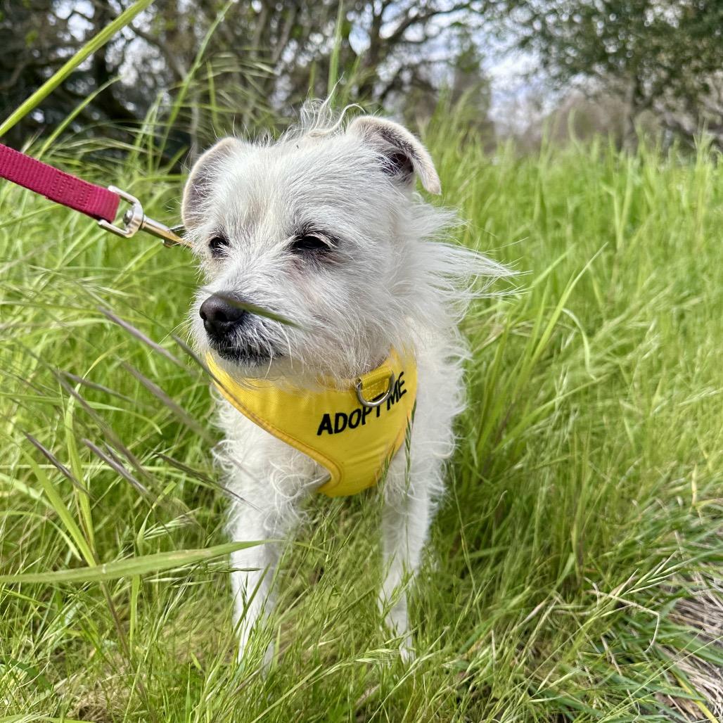 Zeke, Adoptable, Adult Male Terrier.