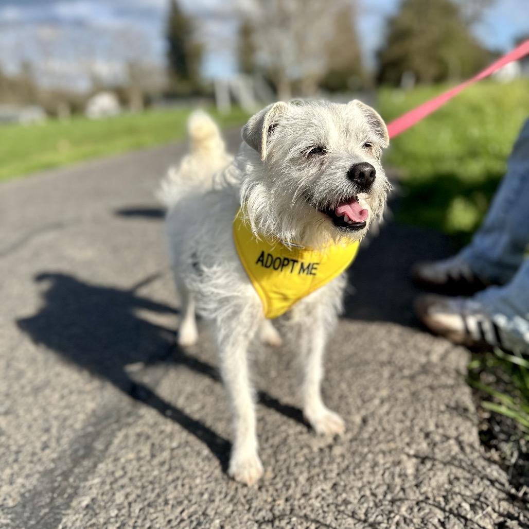 Enlarge Zeke, a Adoptable Terrier in Sonoma, CA image 2/4