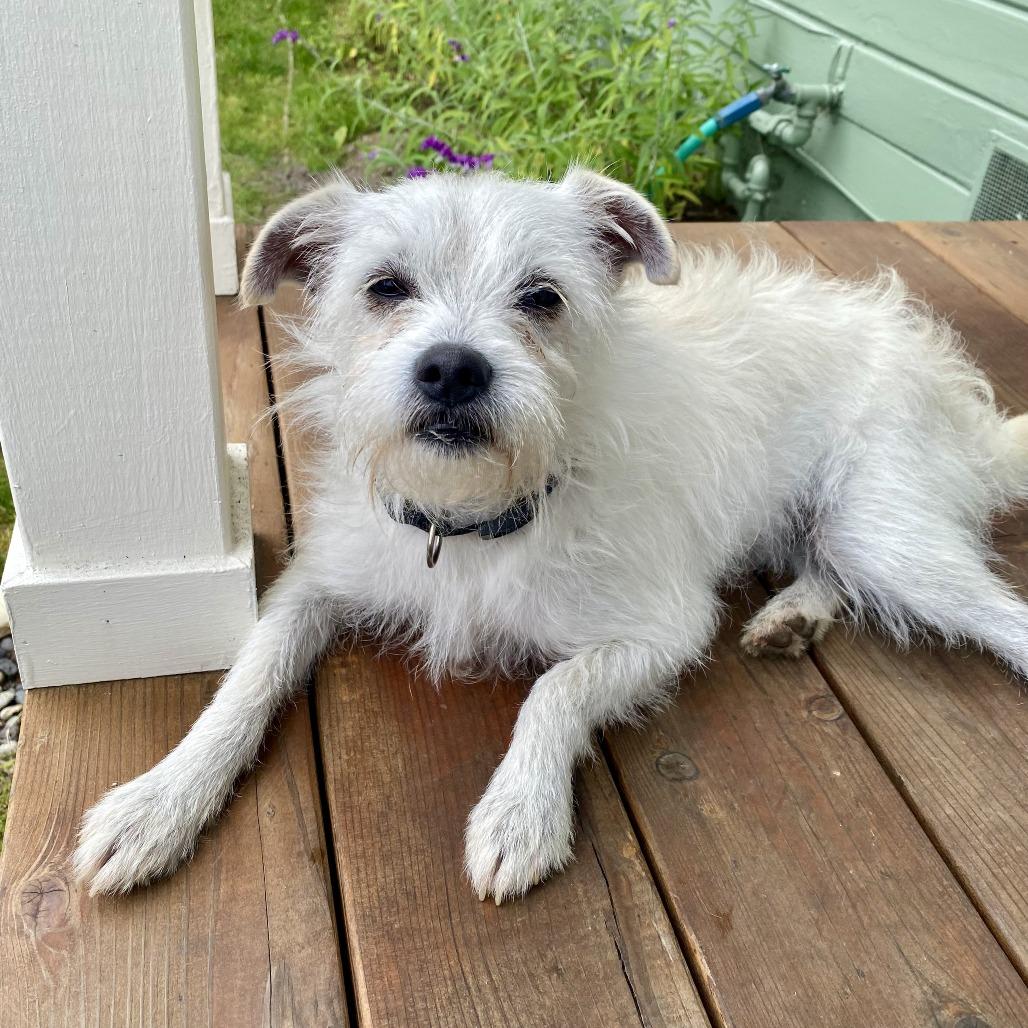 Enlarge Zeke, a Adoptable Terrier in Sonoma, CA image 3/6