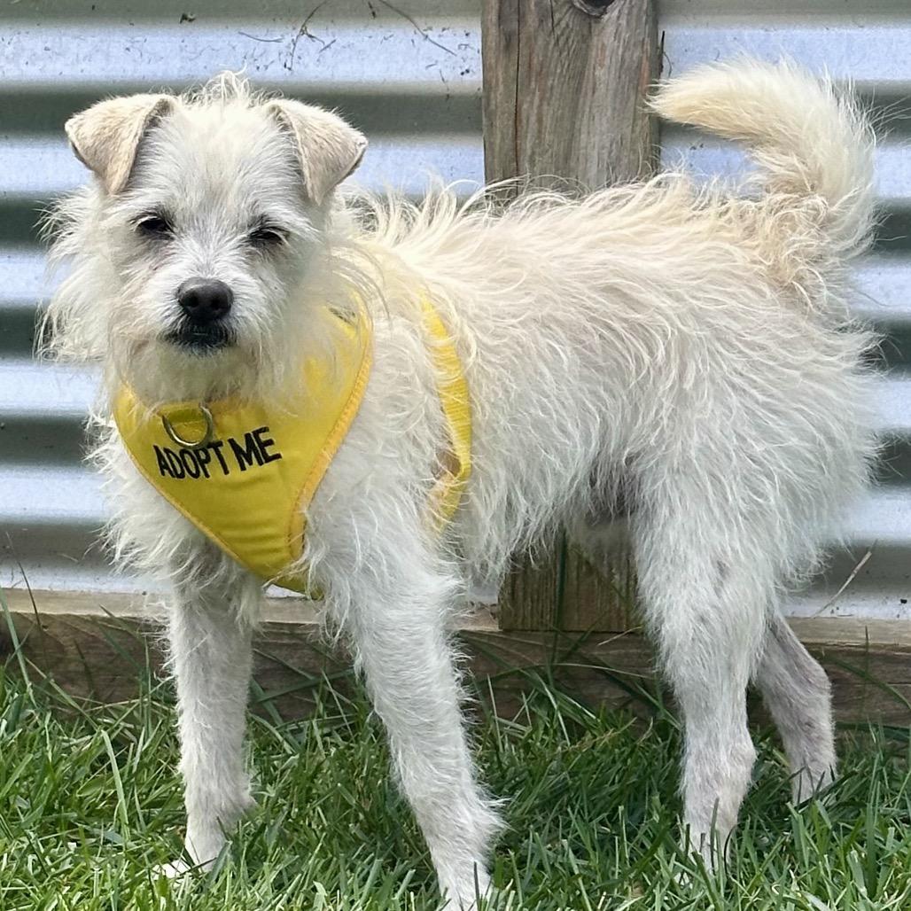 Enlarge Zeke, a Adoptable Terrier in Sonoma, CA image 3/4