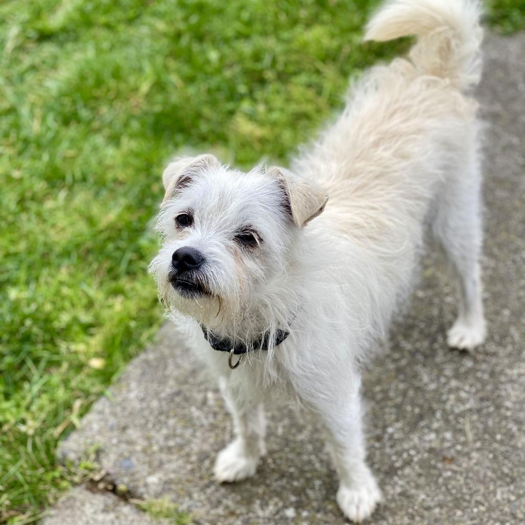 Enlarge Zeke, a Adoptable Terrier in Sonoma, CA image 5/6