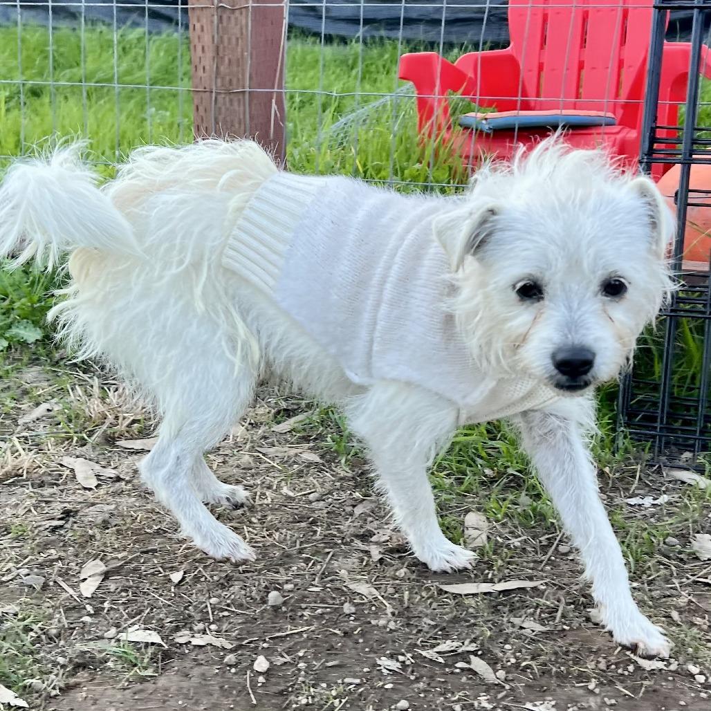 Zeke, a Adoptable Terrier in Sonoma, CA image 3/4