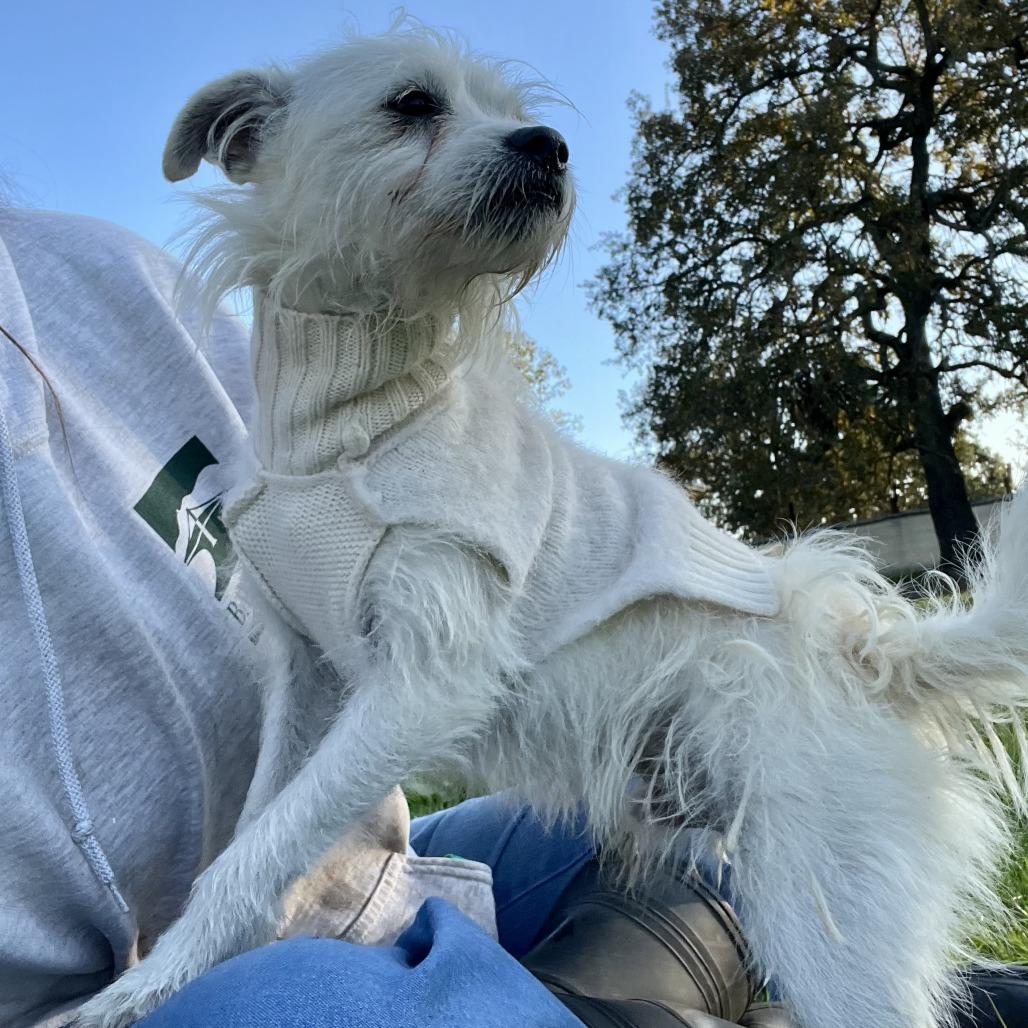 Zeke, a Adoptable Terrier in Sonoma, CA image 4/4