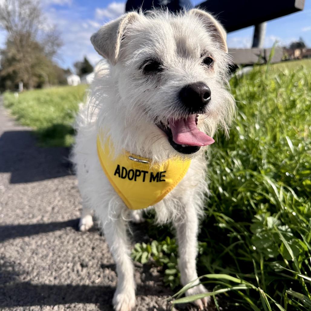 Enlarge Zeke, a Adoptable Terrier in Sonoma, CA image 4/4