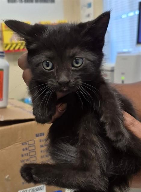 NEBULA, Adoptable, Kitten Female Domestic Short Hair.