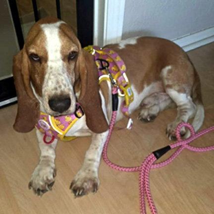 SAM - ADOPTION PENDING!, Adoptable, Young Male Basset Hound.