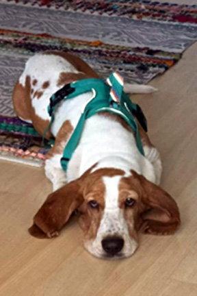 Enlarge SAM - ADOPTION PENDING!, a Adoptable Basset Hound in Mays Landing, NJ image 2/3