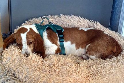 Enlarge SAM - ADOPTION PENDING!, a Adoptable Basset Hound in Mays Landing, NJ image 3/3