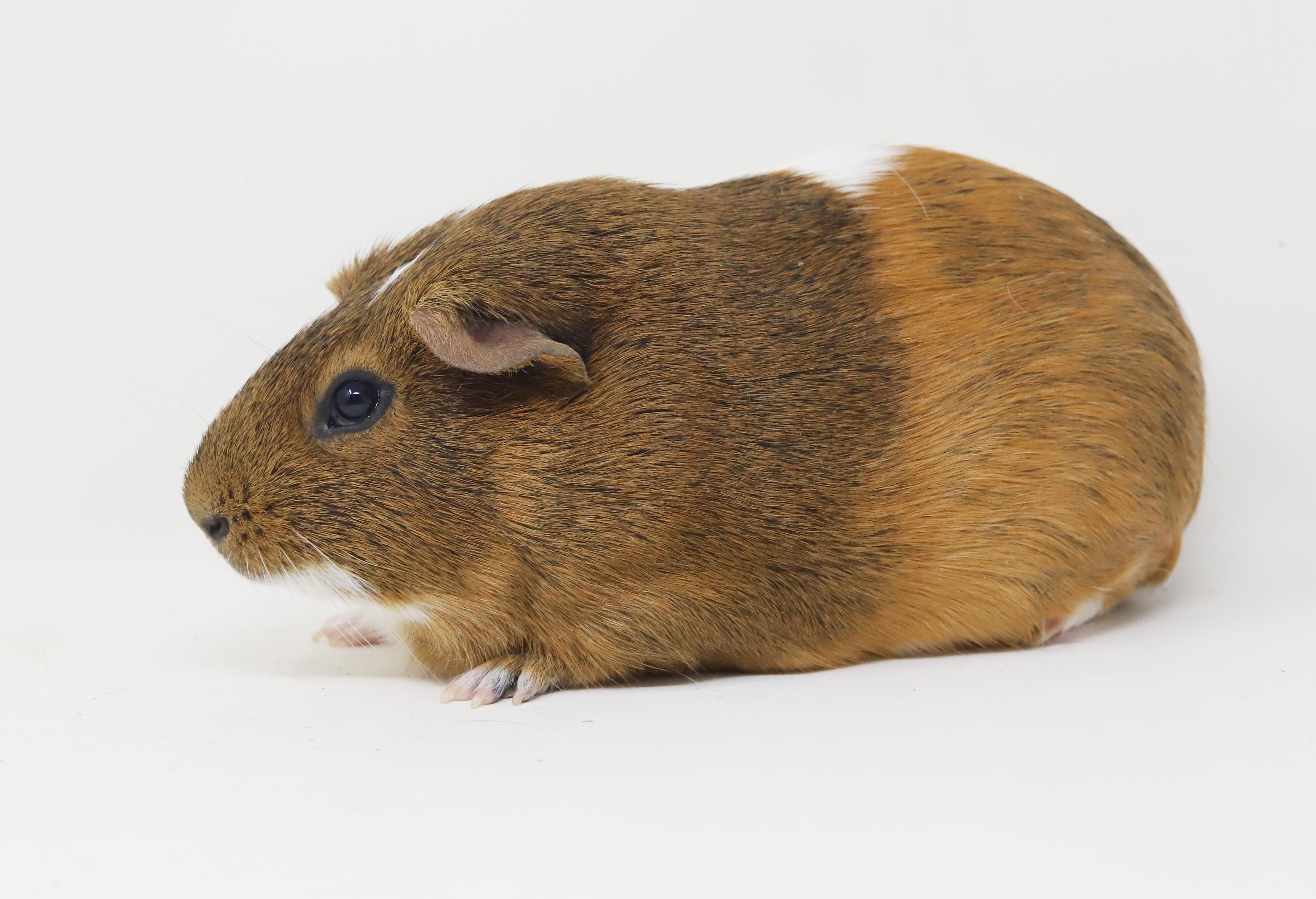 Enlarge PeeWee and Kiwi!  So cute so funny and so adorable!  Bonded male female duo and he's fixed!, a Adoptable Guinea Pig in Bedford Hills, NY image 2/6